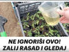 NE IGNORIŠI OVO! ZALIJ RASAD I GLEDAJ KAKO RASTE KAO LUD!