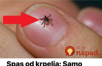 Spas od krpelja: Samo uradite ovo i NEĆE dirati ni vas ni vašeg psa + savjet kako da ih izbacite iz vašeg dvorišta!