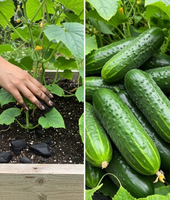 Krastavci i paradajz su se udvostručili za 3 dana uz ovaj potez – Isprobajte odmah!