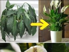 Geben Sie einen Esslöffel auf jede Pflanze zu Hause: Was Sie erwartet