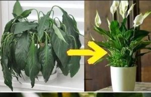 Geben Sie einen Esslöffel auf jede Pflanze zu Hause: Was Sie erwartet