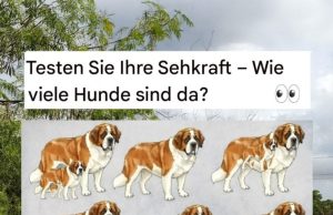 Kannst du alle Hunde entdecken? Teste deine Beobachtungsgabe