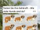 Kannst du alle Hunde entdecken? Teste deine Beobachtungsgabe